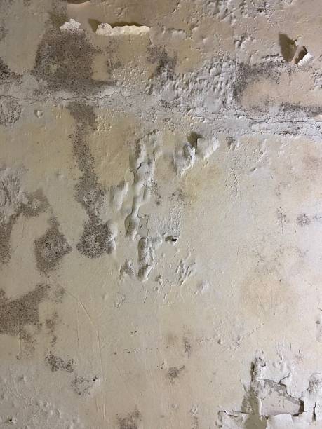 Best Mold Testing and Inspection Services in East Brewton, AL